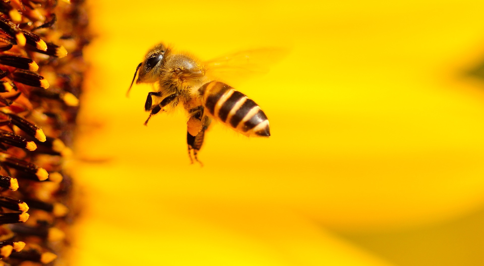 No, cortar las alas a las abejas reinas para evitar que enjambren no es una  práctica habitual en la actualidad (tampoco para identificarlas a simple  vista) ·  - Periodismo para que