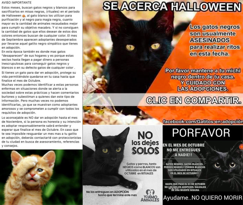 Detector ranura Cena Qué sabemos sobre el mito de que los gatos negros y blancos son usados para  ritos satánicos en Halloween? · Maldita.es - Periodismo para que no te la  cuelen