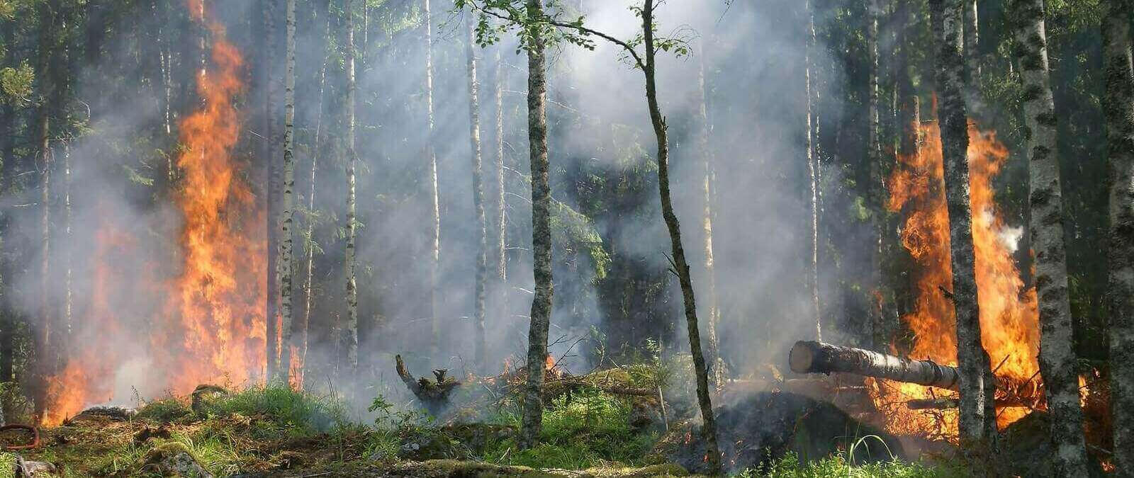 El impacto ambiental de incendios forestales - Maldita.es