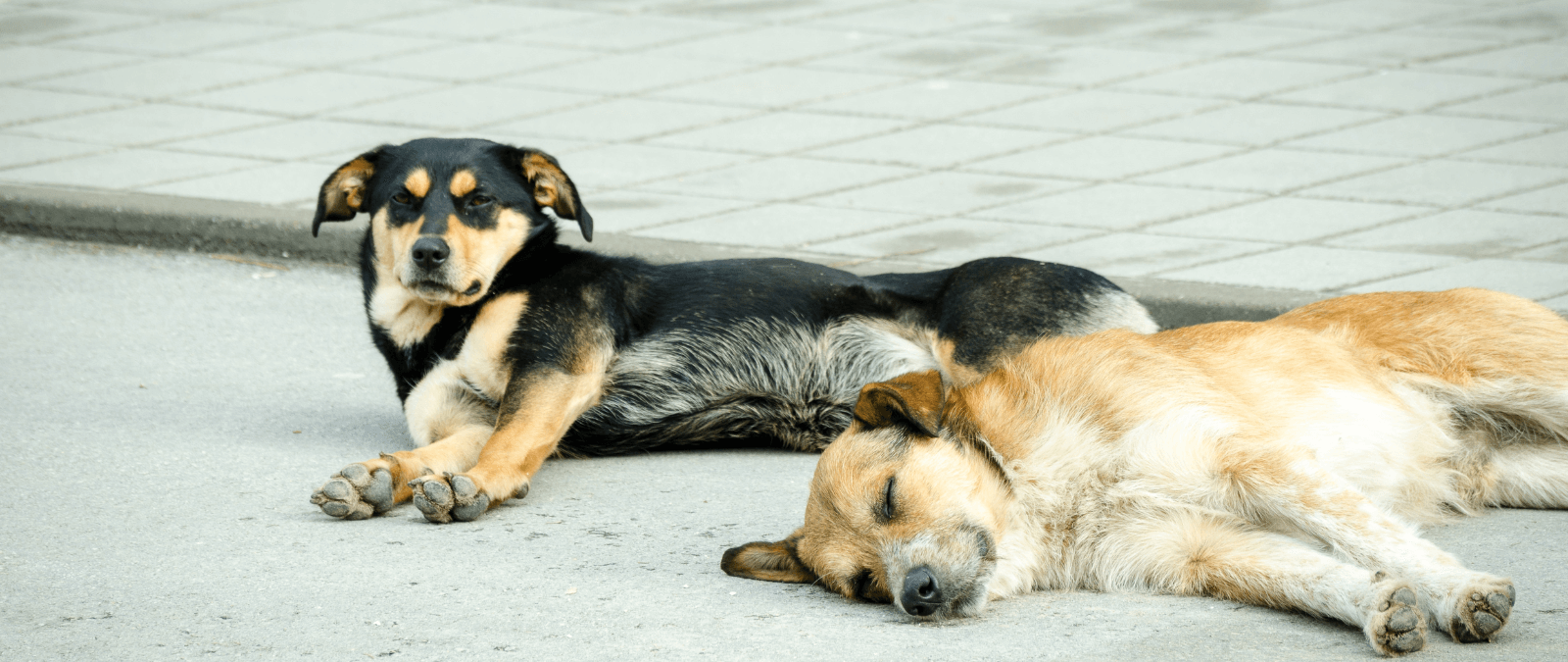 Ley de bienestar animal y abandono: multas de hasta 50.000 euros por abandonar a tu mascota