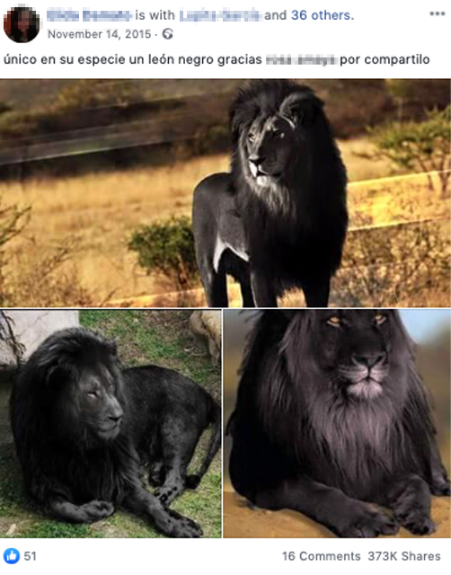 No, estas fotografías de tres leones negros no son reales ·  -  Periodismo para que no te la cuelen